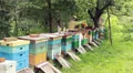 Bees. Beekeepers working in apiary. HD Footage