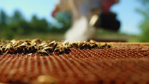 Bees on a beekeeping hive panel Stock Footage 274665064