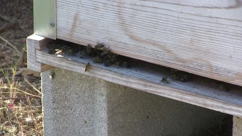 BEES IN A BEEKEEPING PANEL Stock Footage 95038531
