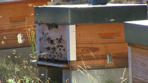 BEES IN BEEKEEPING PANEL Stock Footage 95095171