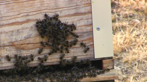 BEES IN BEEKEEPING PANEL Stock Footage 95095210