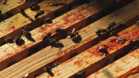 BEES IN BEEKEEPING PANEL Stock Footage 95095243