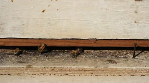 Bees Bees agriculture wax work working macro bugs teamwork honey nest team Stock Footage