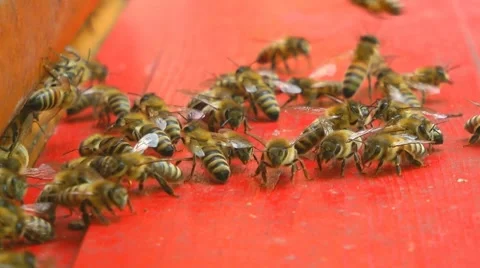 Bees at beeyard Vidéo 7755321