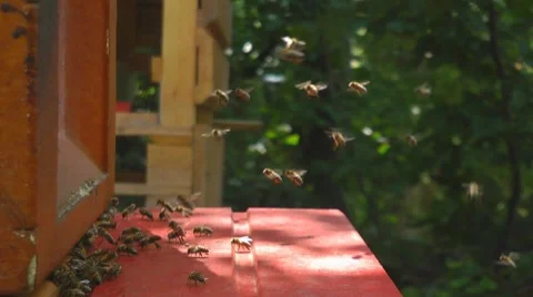 Bees at beeyard Stock Footage 7755566