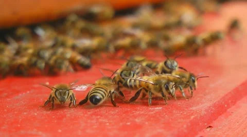 Bees at beeyard Stockbeeldmateriaal 7757216