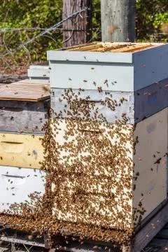 Bees begin to settle down outside of hive after honey frames are removed Stock Photos