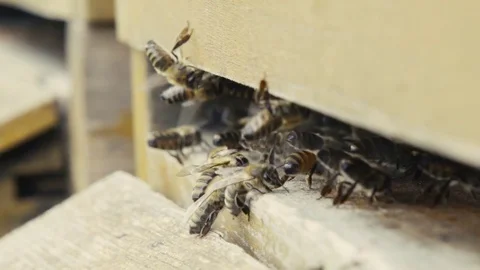 Bees with behive Vídeos de archivo 84757933