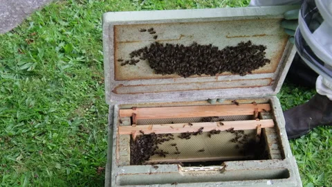Bees being collected in a box Stock Footage 167548413
