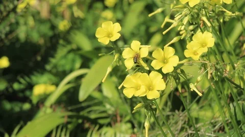 Bees on Bermuda Buttercups in Springtime - Oxalis pes-caprae Stock Footage 103840473