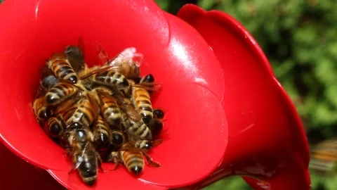 Bees at the bird feeder 2 Stock Footage 87966306