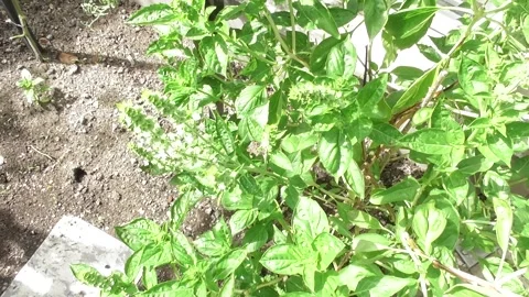 Bees on blooming basil Stock Footage 344454369