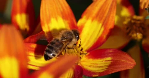 Bees in blooming flower beautiful read yellow colors and pollens Stock Footage 139914008