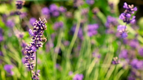 Bees on blooming lavender in the garden. Selective focus. Stock Footage 169728467
