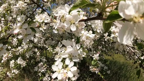Bees On A Blossoming Apple Tree Stock Footage