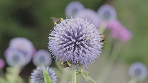 Bees on Blue Globe Thistles (Echinops bannaticus), England, UK Video stock 314271553