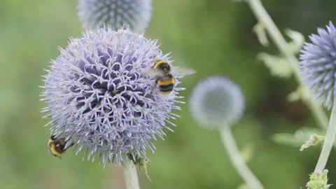 Bees on Blue Globe Thistles (Echinops bannaticus), England, UK Stock Footage 314271827
