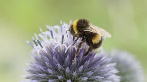 Bees on Blue Globe Thistles (Echinops bannaticus), England, UK Video stock 314272272