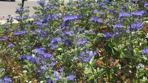 Bees on a Blue Mist.Bush Stock Footage 138850771
