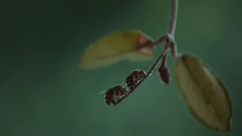 Bees on a Branchlet 動画素材 109674520
