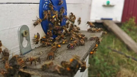 Bees bring 库存影片 136571630