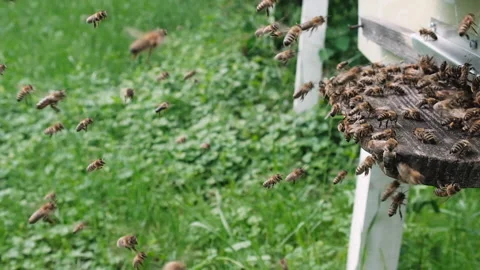 Bees bring fresh nectar into the hive. A large group of bees flies to the hive Stock Footage 132752894