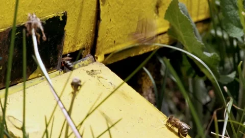 Bees bring nectar to the hive Stock Footage 246583512