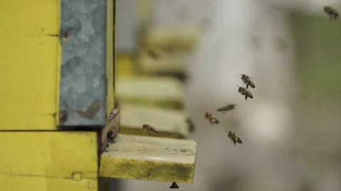 Bees bring pollen into the apiary Stock Footage 128210771