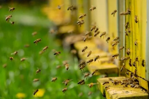 Bees bring pollen into the apiary Stock Photos
