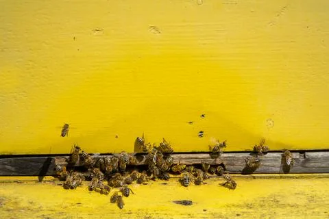 Bees bring pollen into the apiary Stock Photos