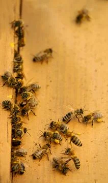 Bees bring pollen into the apiary Stock-Fotos