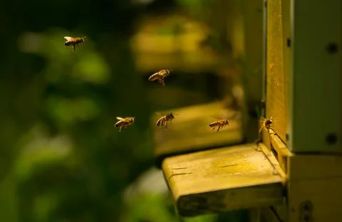 Bees bring pollen into the apiary Stock-Fotos
