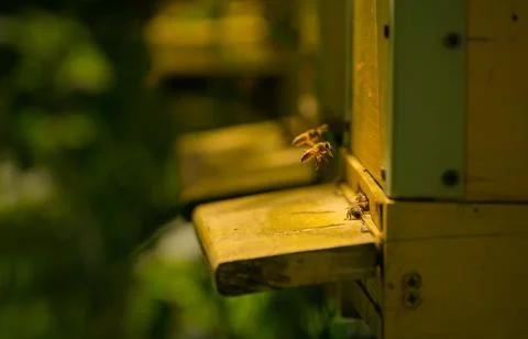 Bees bring pollen into the apiary Stock Photos