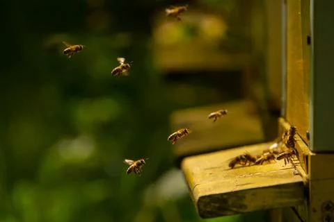 Bees bring pollen into the apiary Stock Photos