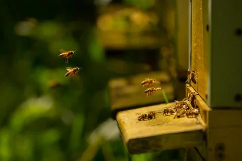 Bees bring pollen into the apiary Stock-Fotos