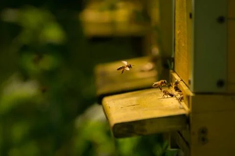 Bees bring pollen into the apiary Stock Photos