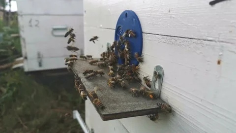 Bees bring pollen 库存影片 136571632