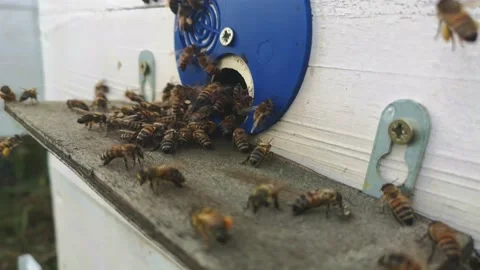 Bees bring pollen 库存影片 136571637