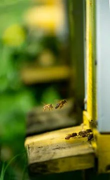 Bees bring pollen into the hive Stock-Fotos