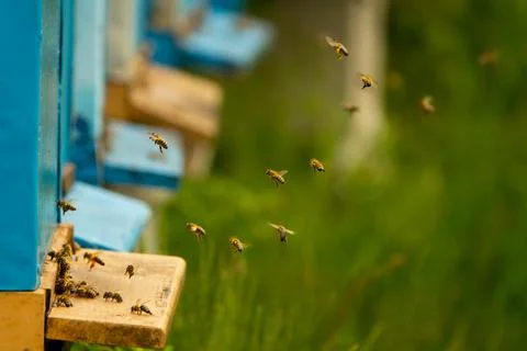 Bees bring pollen into the hive Stock Photos