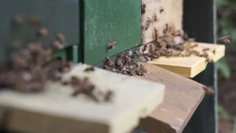 Bees bringing fresh nectar into the hive Stock Footage 139445259