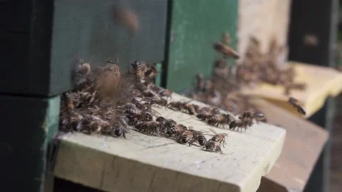 Bees bringing fresh nectar into the hive 库存影片 139445377