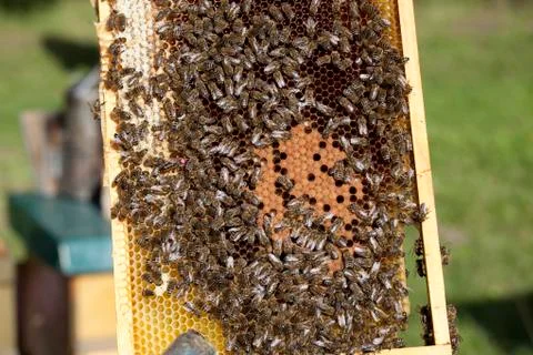 Bees with brood comb Stock Photos