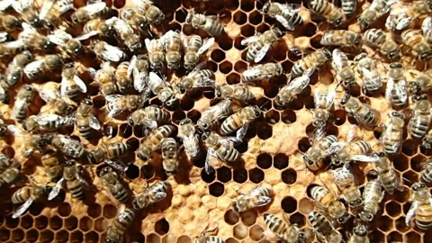 Bees brood on honeycomb Stock Footage 125024435