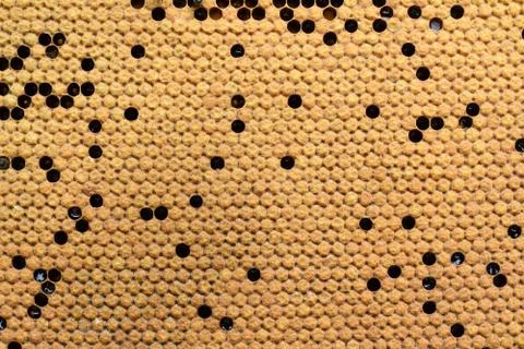 Bees Broods in the hive. Background texture. Stock Photos