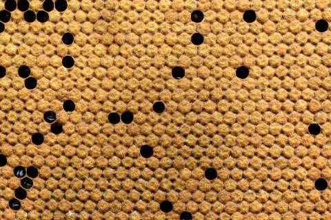 Bees broods in the hive. Background texture. Stock Photos