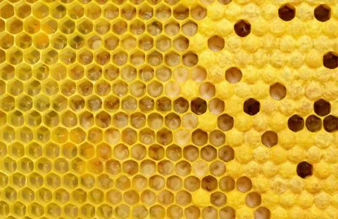 Bees Broods. How bees multiply and are born. Stages of development of bee larvae Stock Photos