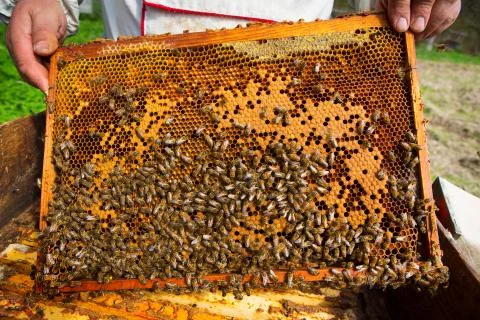 Bees Broods Stock Photos
