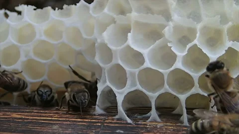 Bees build honeycomb Video stock 155348602