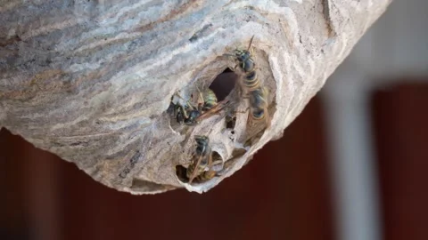 Bees build a nest by the house Stock Footage 338255102